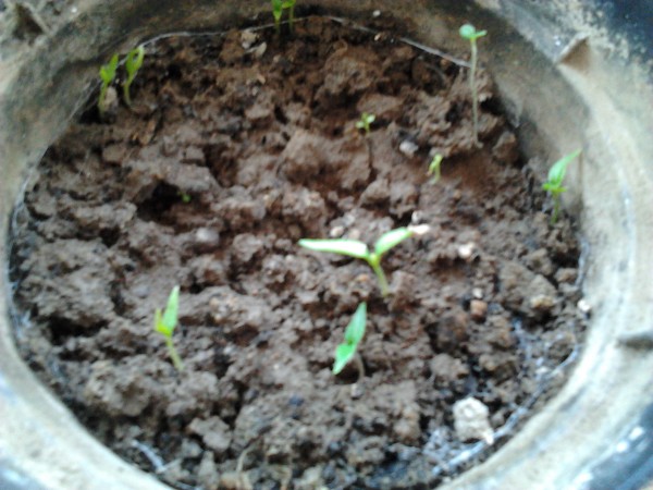 germbox_6